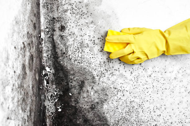 Best Industrial Mold Remediation in Shpee Neck, MA