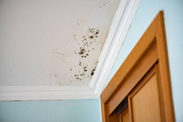 Best Attic Mold Remediation in Shpee Neck, MA
