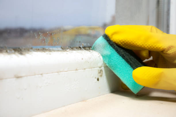 Mashpee Neck, MA Mold Remediation Company