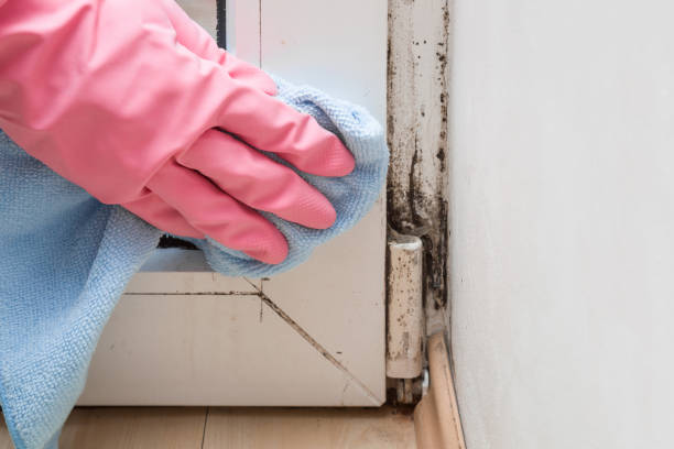 Best Localized Mold Remediation (e.g., coastal areas, humid climates) in Shpee Neck, MA